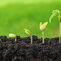 7 способов сохранить семена до следующей посадки, так, чтобы они дружно взошли