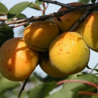 Абрикос Хабаровский — неприхотливый и урожайный