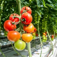 Обзор лучших сортов и семян томатов для теплиц для различных условий
