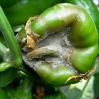 Почему перцы гниют на кустах: план спасения урожая