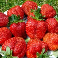 Подходят для открытого грунта: 10 сладких и урожайных сортов клубники