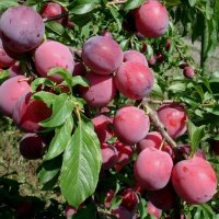 Слива Алёнушка — старинный сорт со своими преимуществами и недостатками