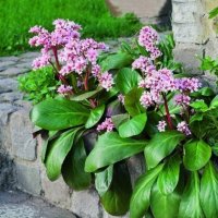 10 почвопокровных растений, которые вытеснят сорняки из сада