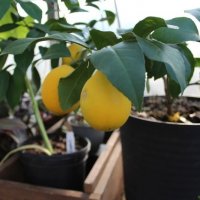 10 плодовых растений, которые легко вырастить в домашних условиях