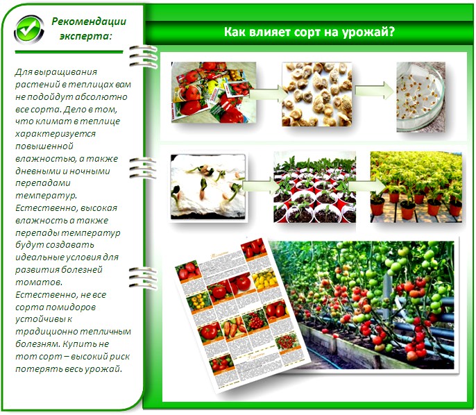 Проращивание и защита семян помидоров