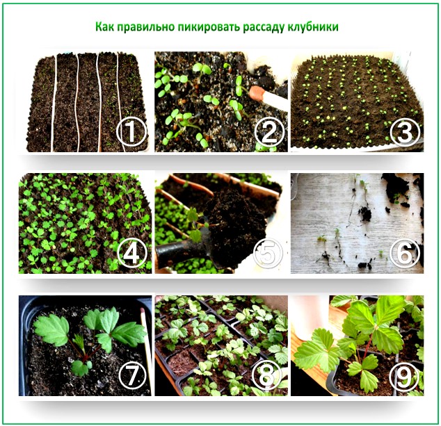 Как пикировать рассаду клубники