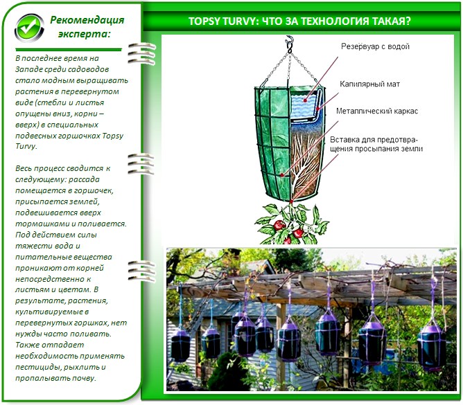 Новая технология Topsy Turvy в теплице