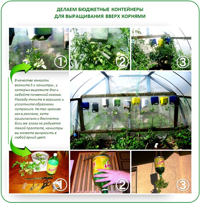 Технология Topsy Turvy в теплице
