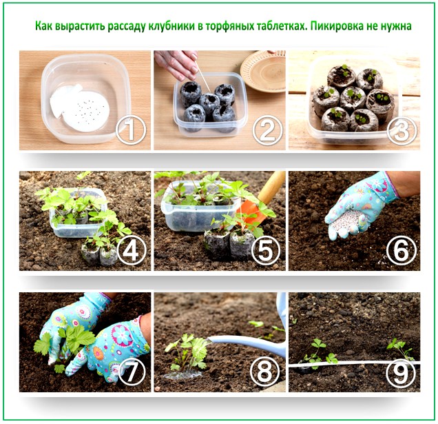 Выращиваем рассаду клубники на торфяных таблетках