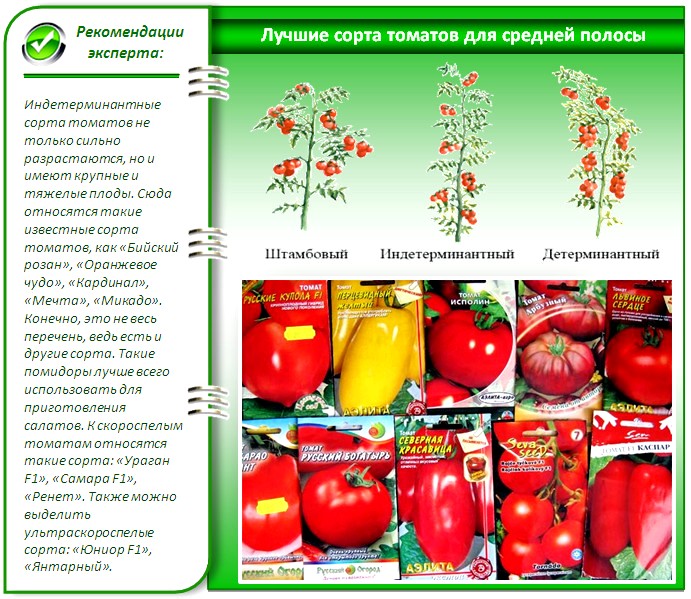 Семена помидоров для теплицы