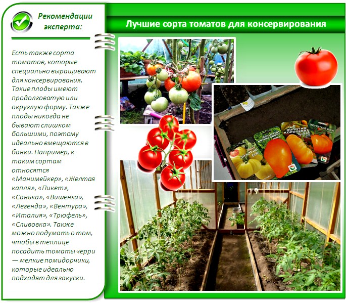 Лучшие урожайные сорта помидоров для теплиц