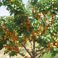 Абрикосовое дерево из косточки: выращиваем самостоятельно