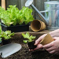 10 культур, которые можно высаживать уже в апреле