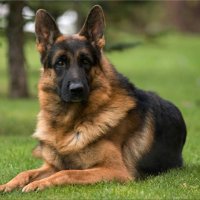 10 лучших пород собак для частного дома