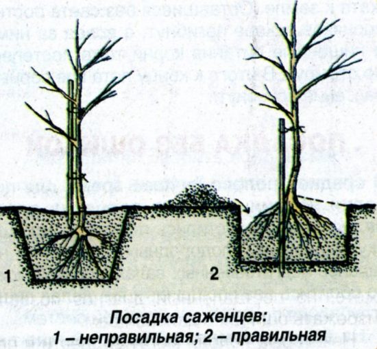 Посадка яблони