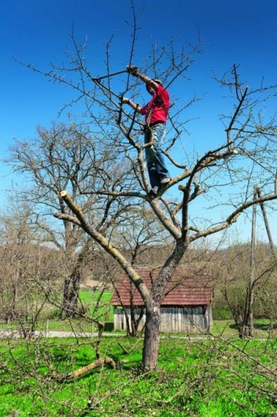 Омолаживающая обрезка