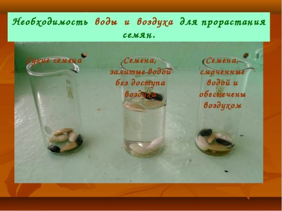 Правила вымачивания семян