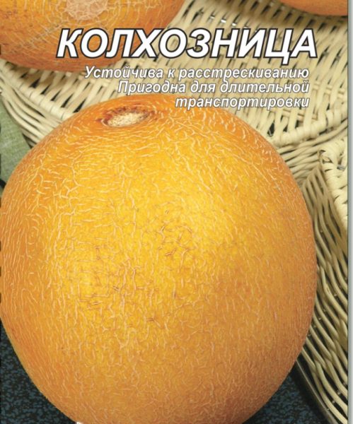 Дыня сорта Колхозница
