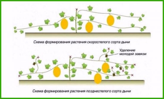 Схема формирования дыни