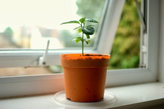 Саженец лимона на подоконнике