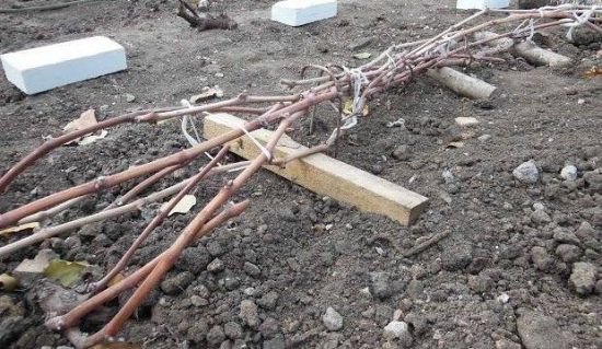 Воздушная прослойка под лозами